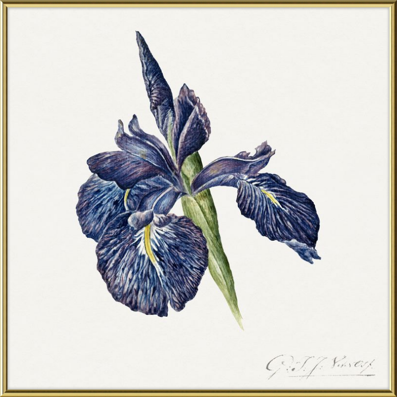 Iris, Georgius Jacobus Johannes van Os - 1782-1861