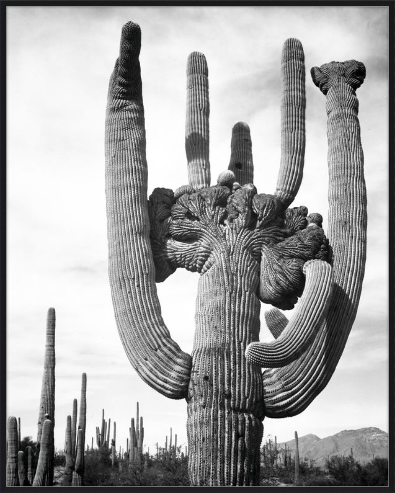 Monumento nazionale di Saguaro I, Ansel Adams - 1941-1942