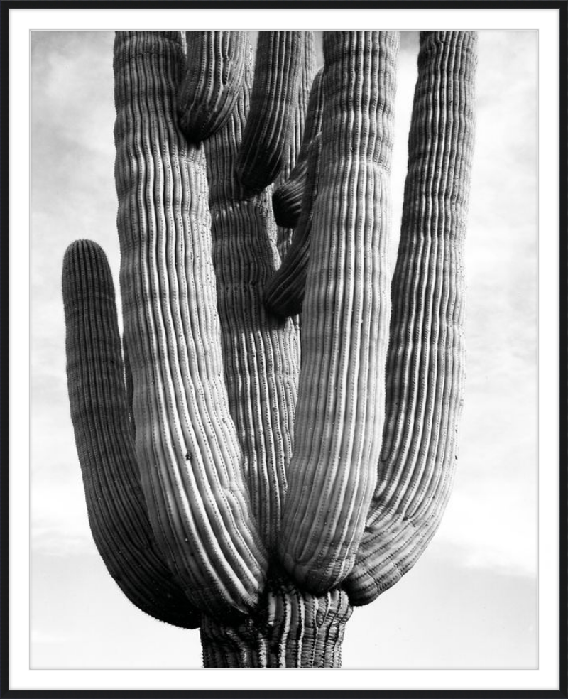 Monumento nazionale di Saguaro III, Ansel Adams - 1941-1942