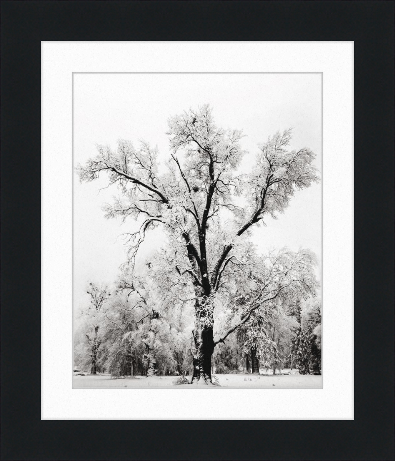 Roble, tormenta de nieve, Yosemite, Ansel Adams, 1948