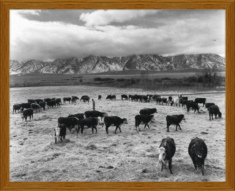 Ganado en South Farm, centro de reubicación de Manzanar, California, Ansel Adams, 1943