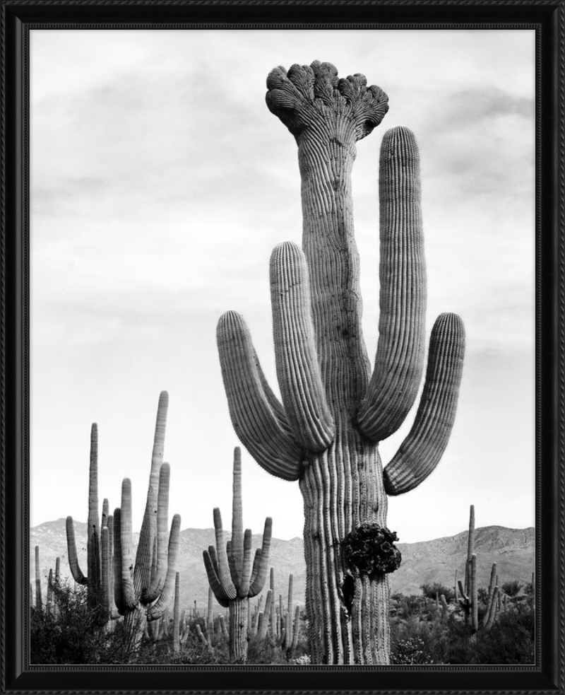 Monumento Nacional Saguaro II, Ansel Adams - 1941-1942