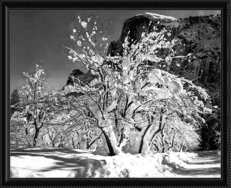 Neve sui rami, Yosemite, Ansel Adams - 1941