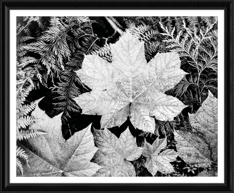 Hojas en el Parque Nacional Glaciar, Ansel Adams, 1942