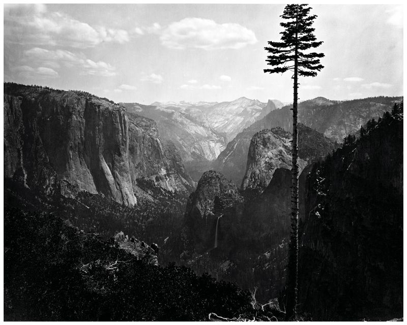 Árbol solitario, valle de Yosemite, Carleton Watkins, 1868